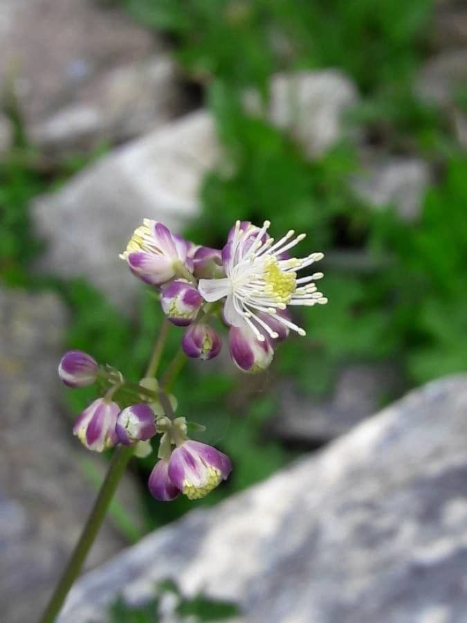 Akeleiblättrige Wiesenraute 8