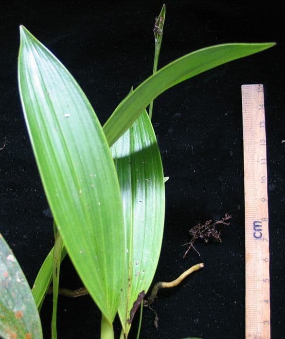 Sobralia 11