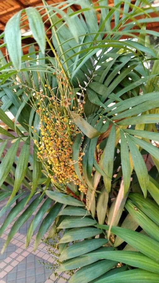 Palma da appartamento 5