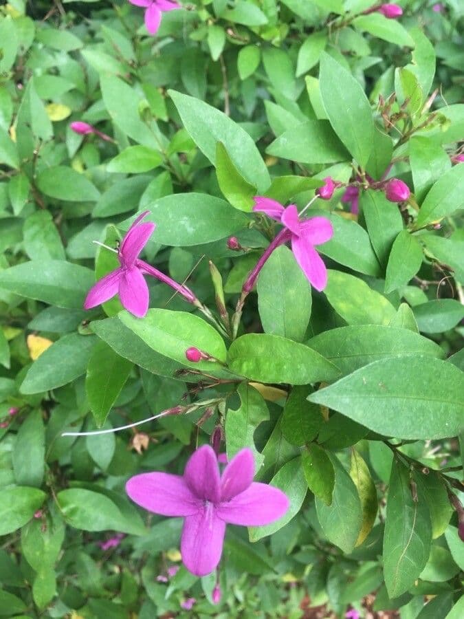 Pseuderanthemum 2