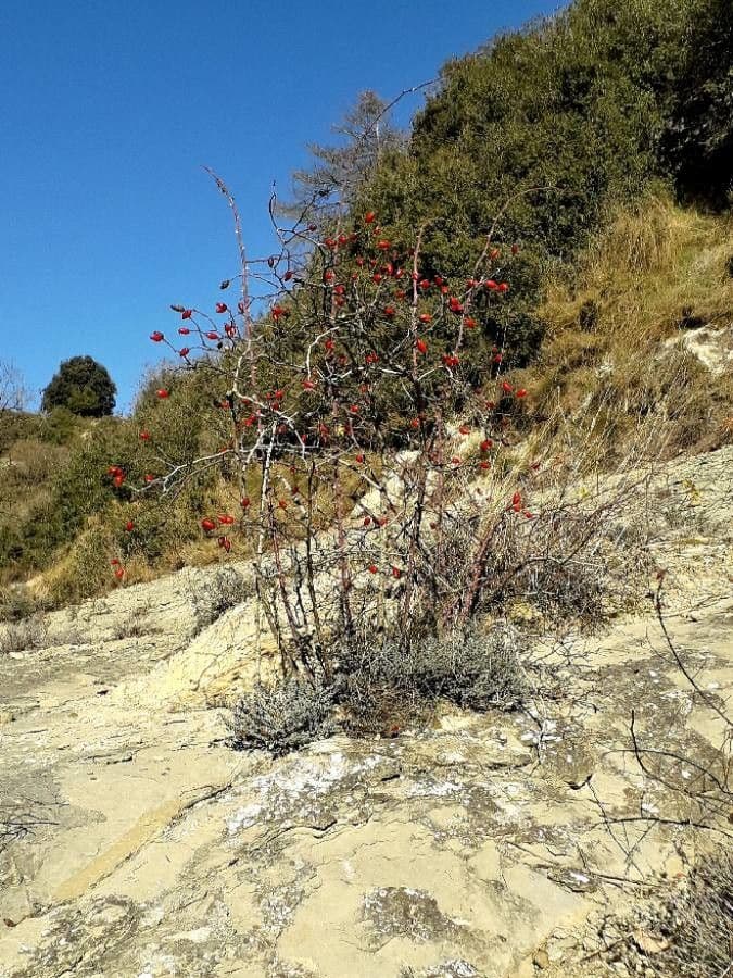 Rosa selvatica comune 15