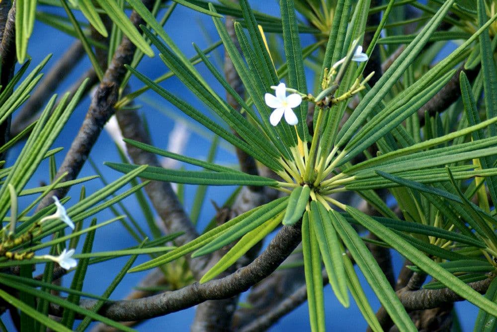Algodoncillo blanco 28
