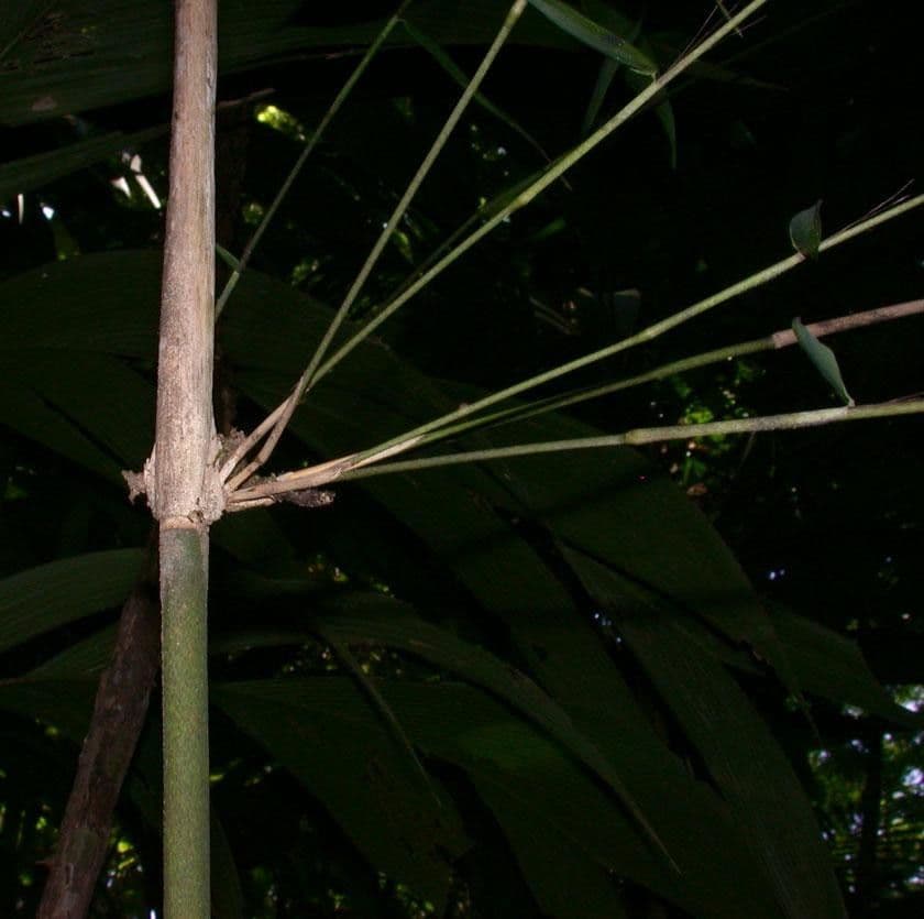 Elytrostachys 16