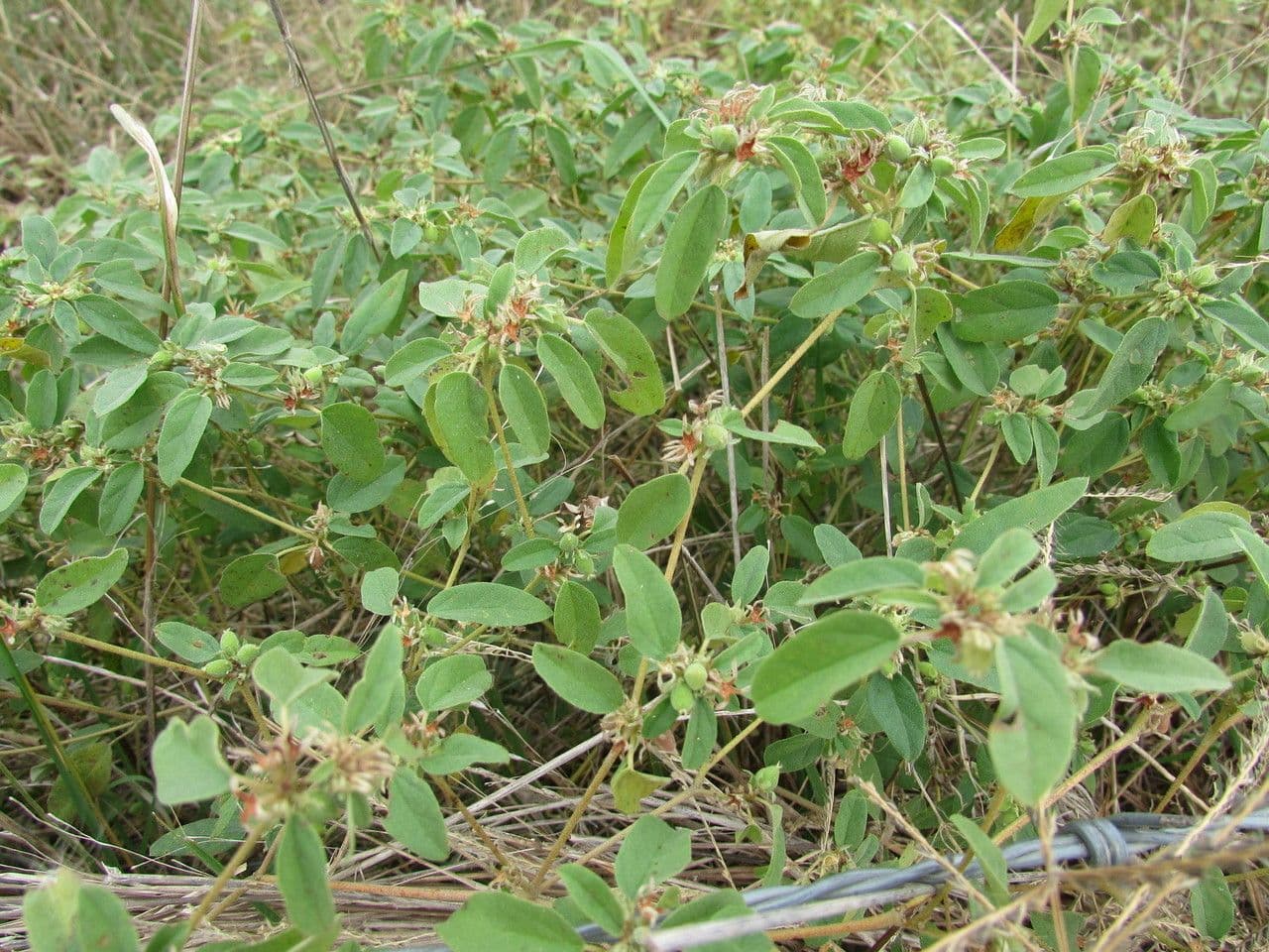 Croton monanthogynus 2