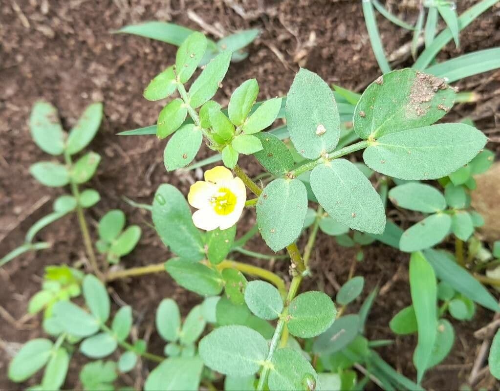 Kallstroemia 8
