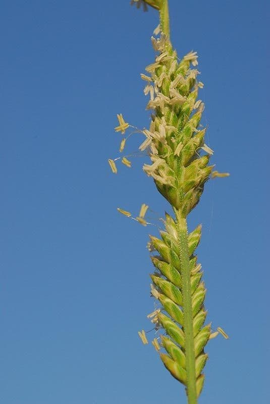 Aeluropus 10