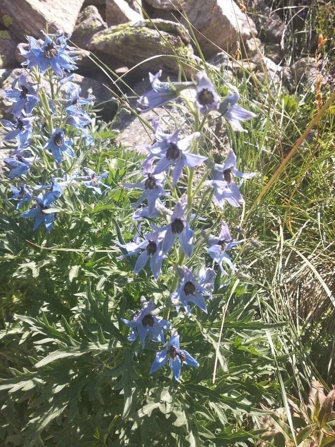 Delphinium 6