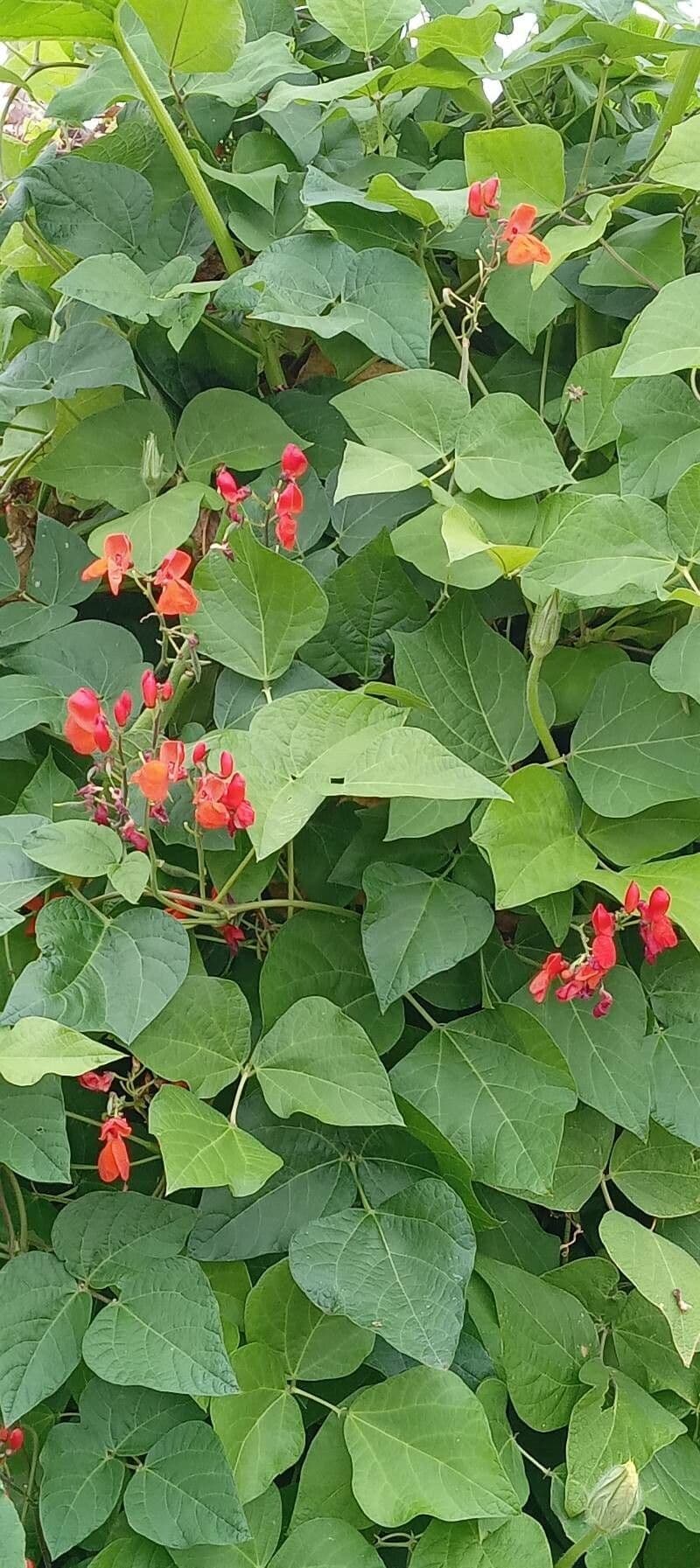 Runner bean 14