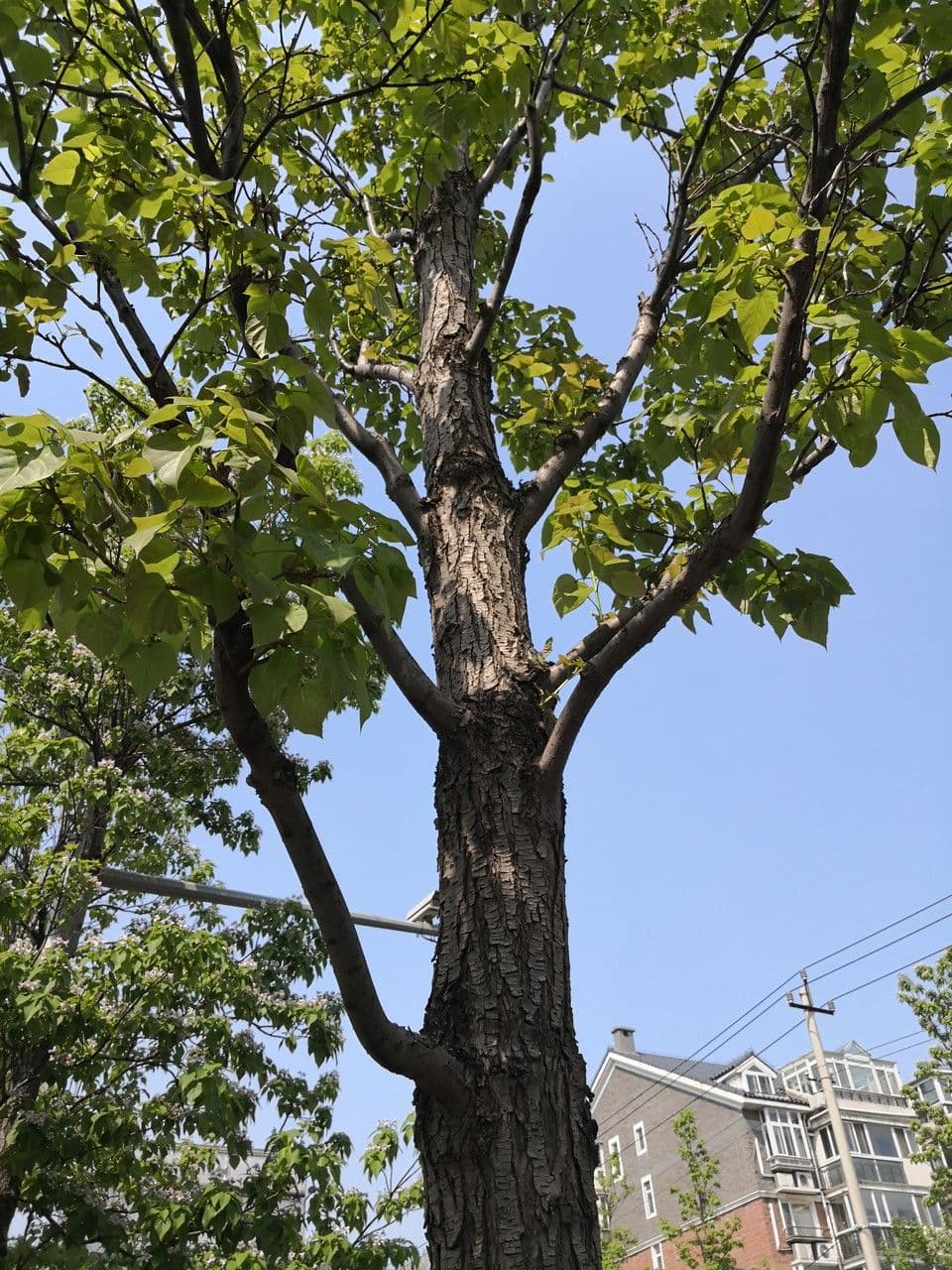 Catalpa di Bunge 8