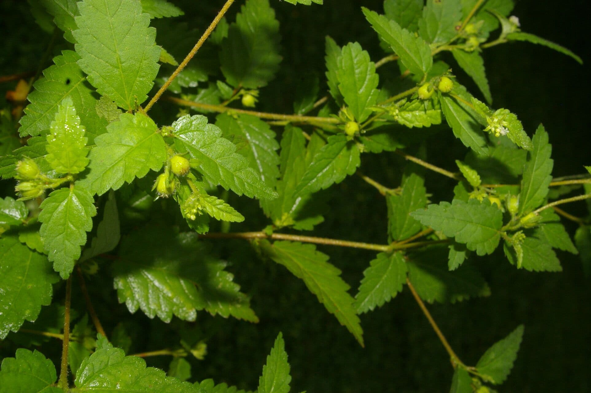Croton 8