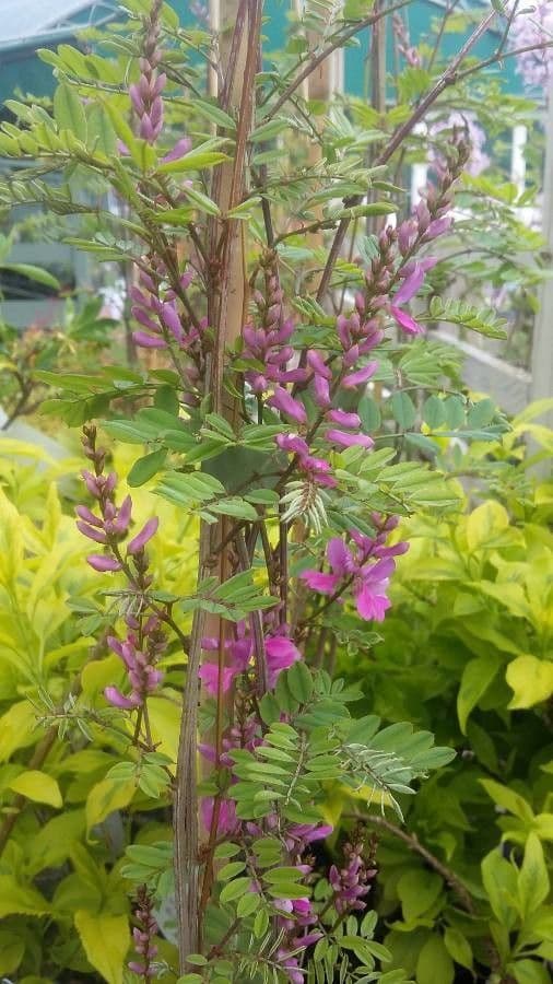 Indigofera
