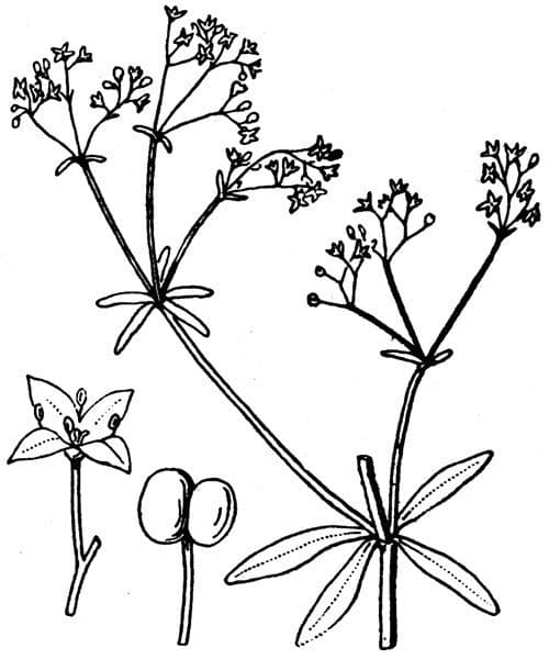 Caglio palustre 27