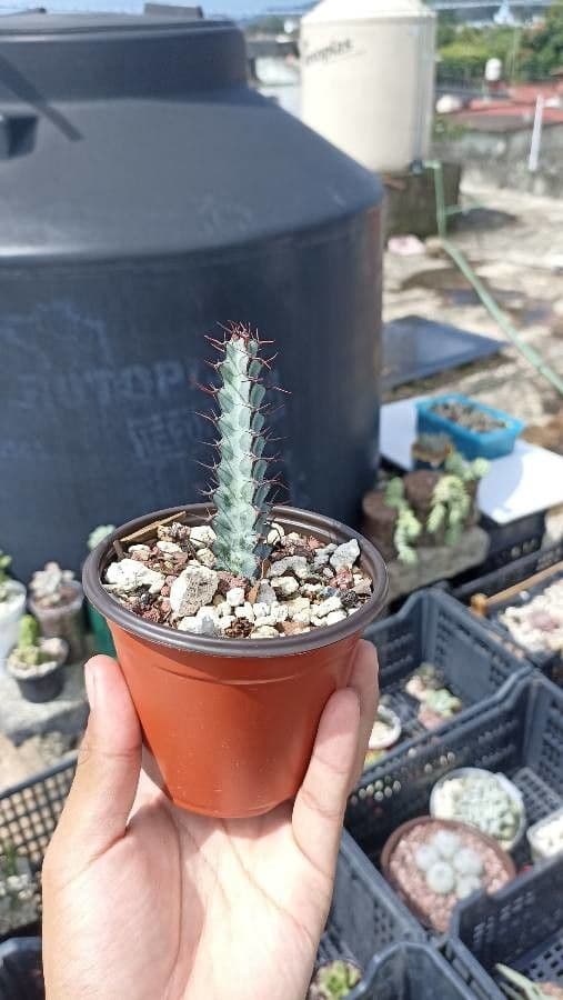 Euforbia verdastra 3