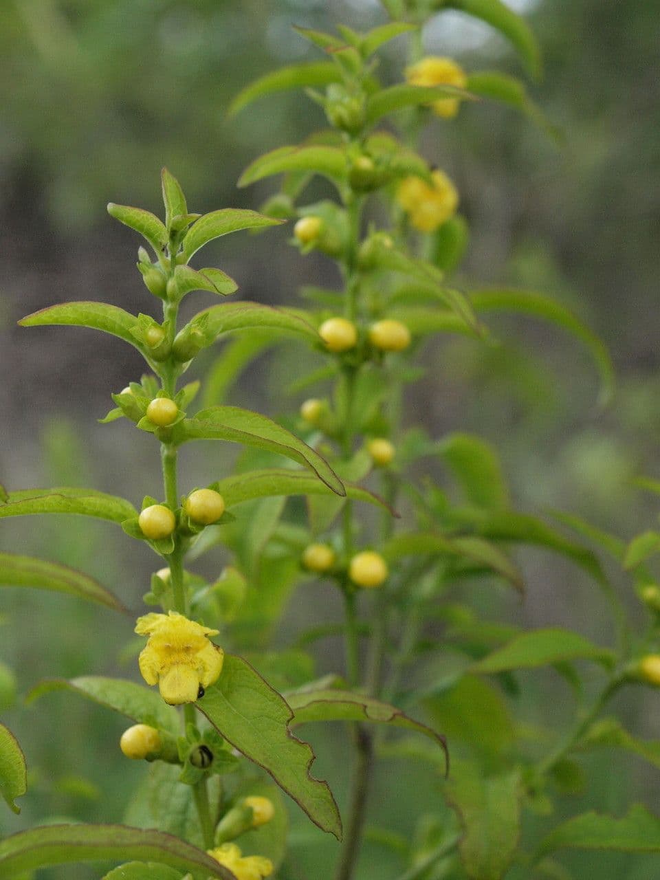 Dasistoma 10