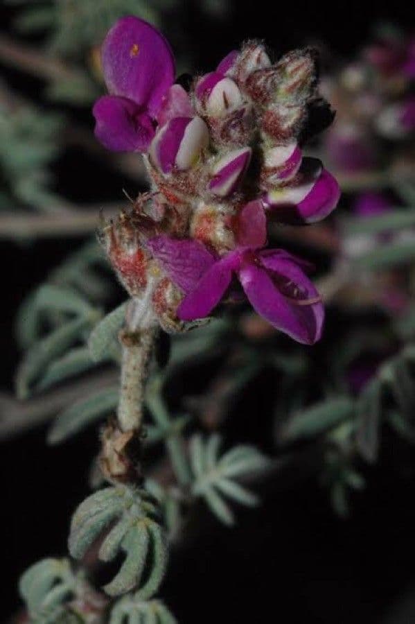 Dalea formosa 5