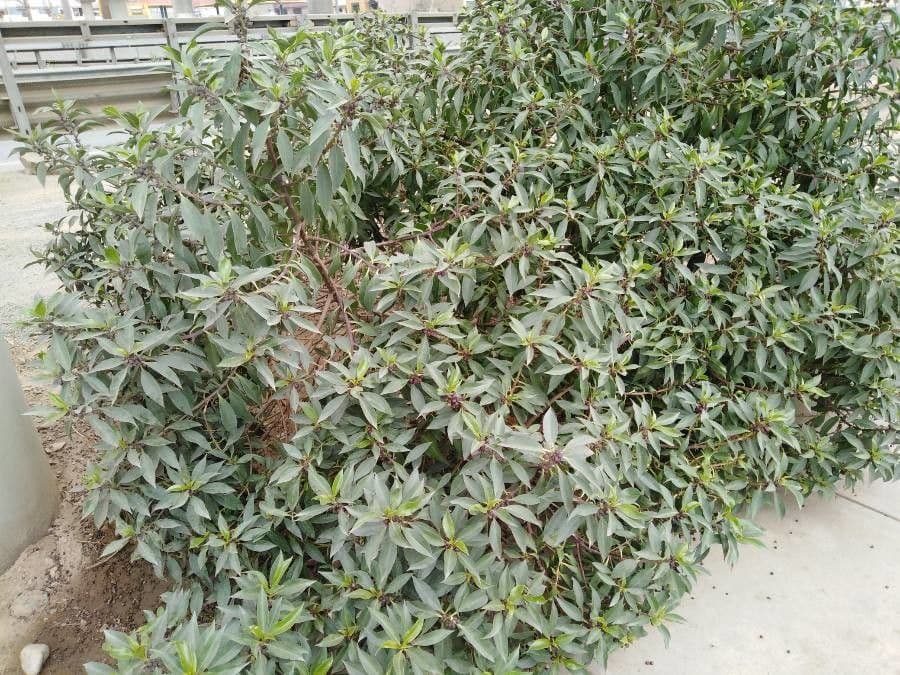 Myoporum laetum 27