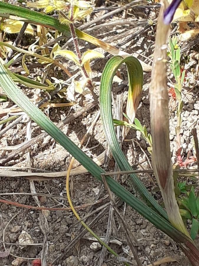 Moraea 13