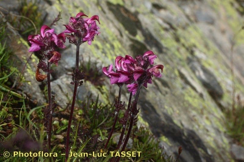 Pedicularis cenisia 8