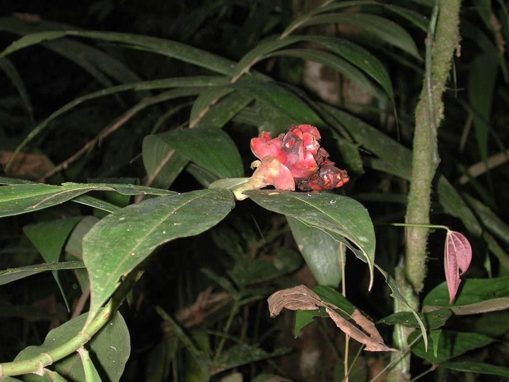Costus scabro 5