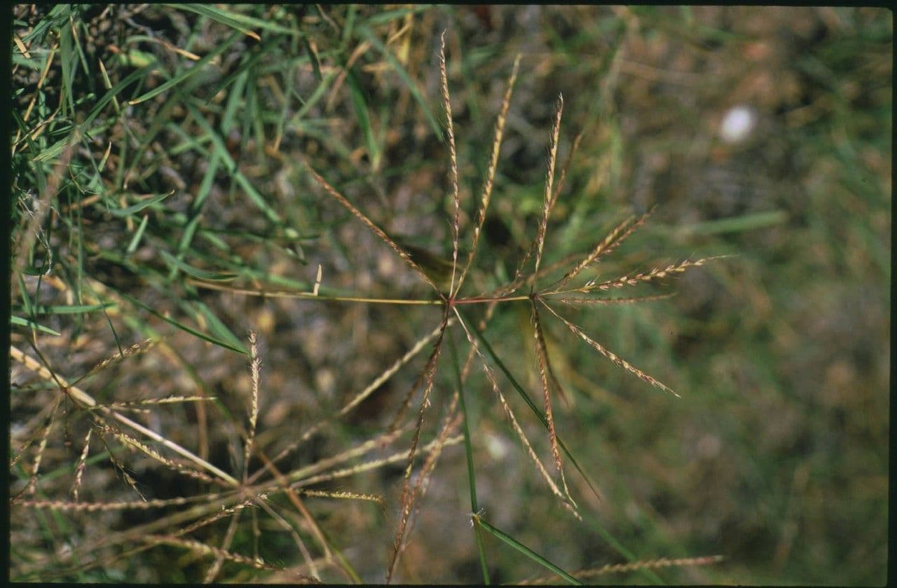 Chloris verticillée