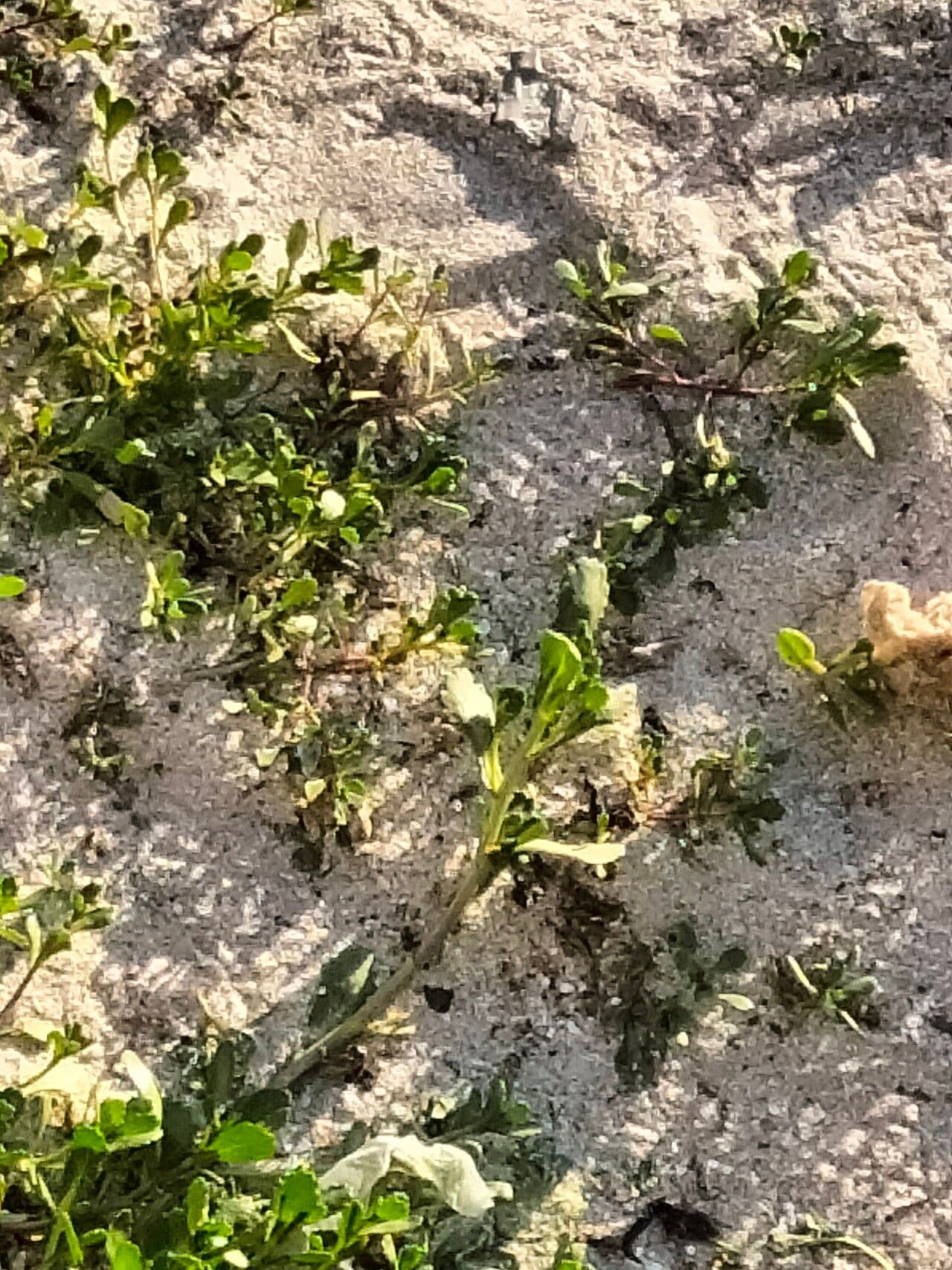 Senecione marittimo 6