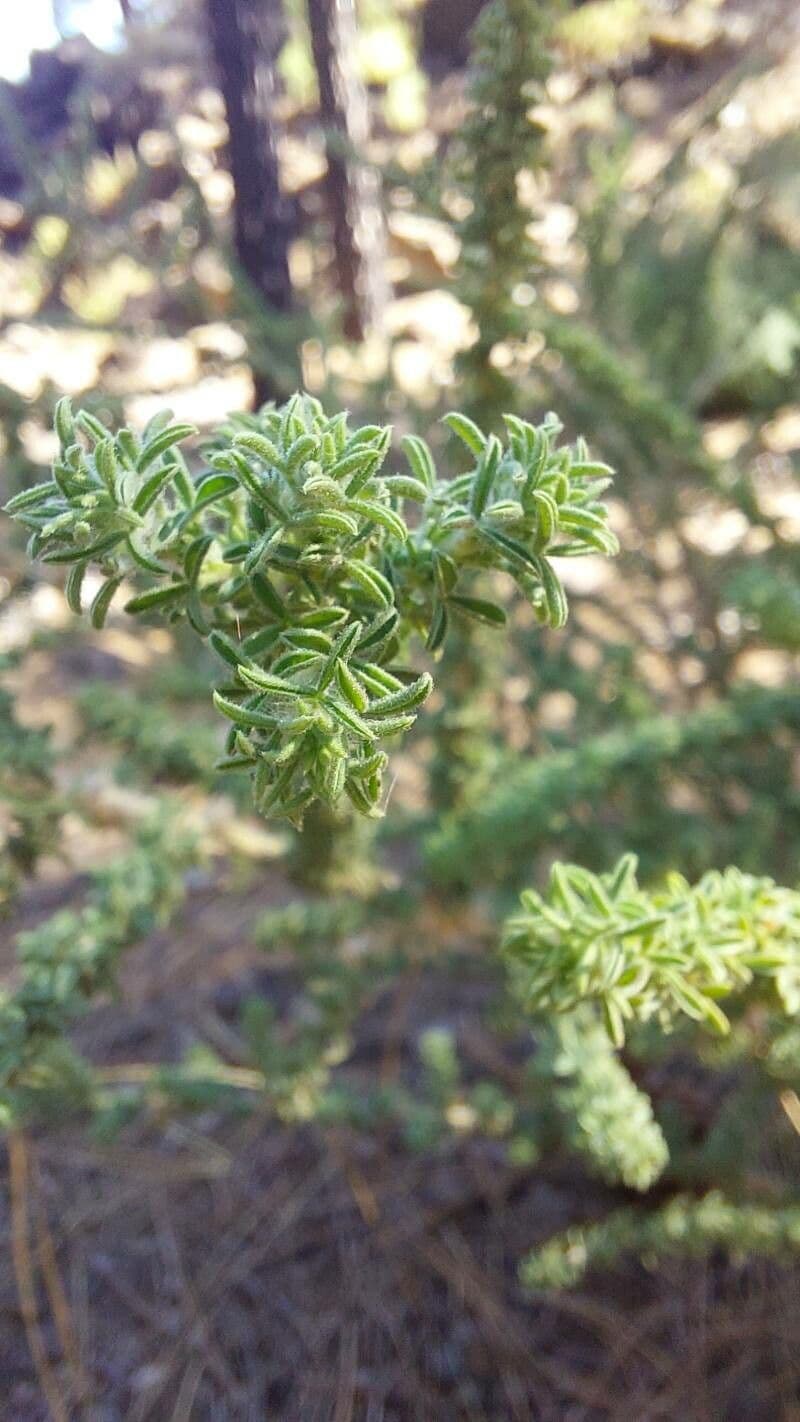 Adenocarpus viscoso 17