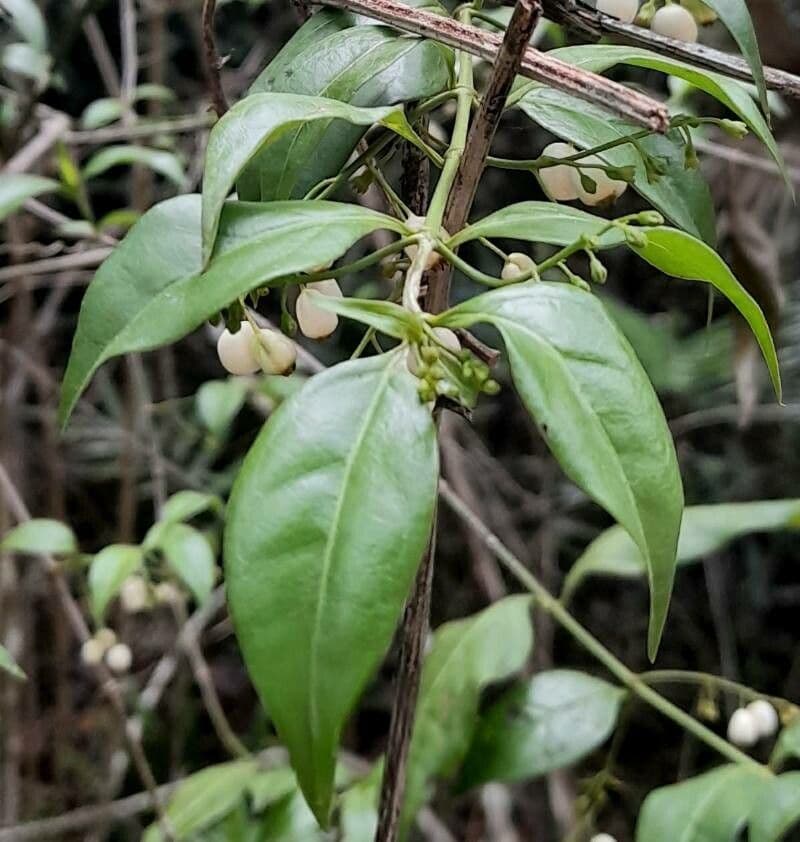 Chiococca alba 18