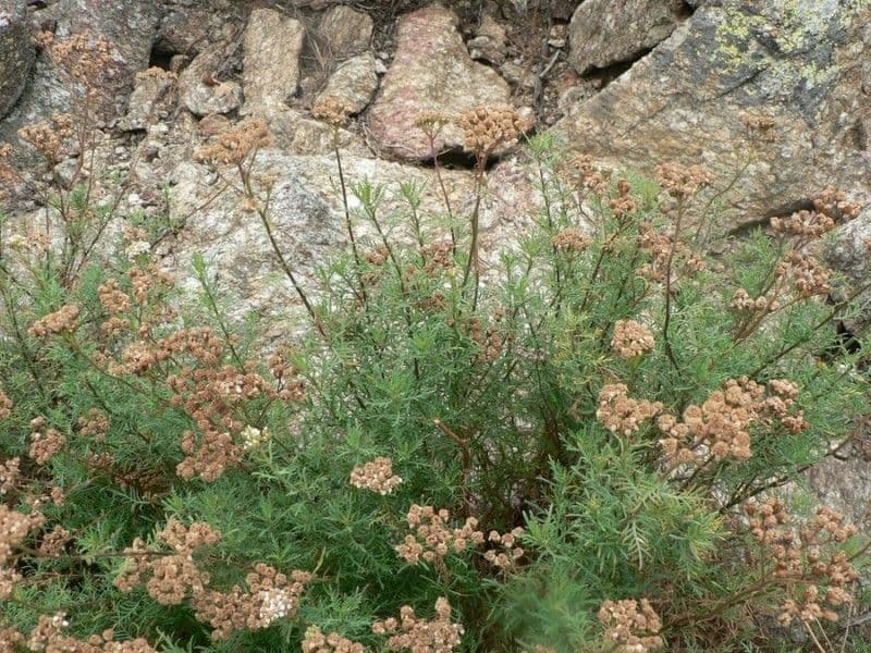 Chamomile-leaved Yarrow 8