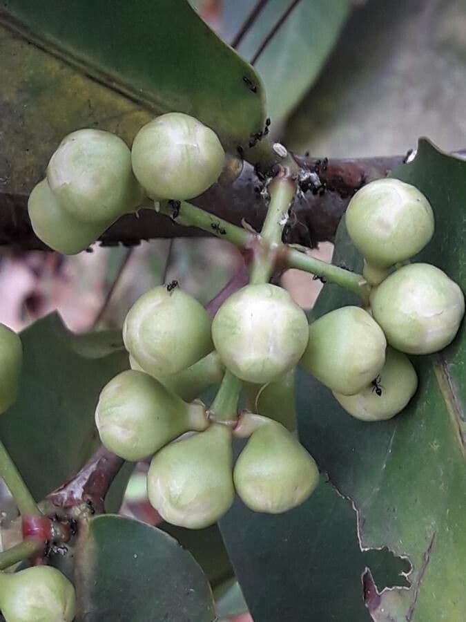 Pommier de Java 9