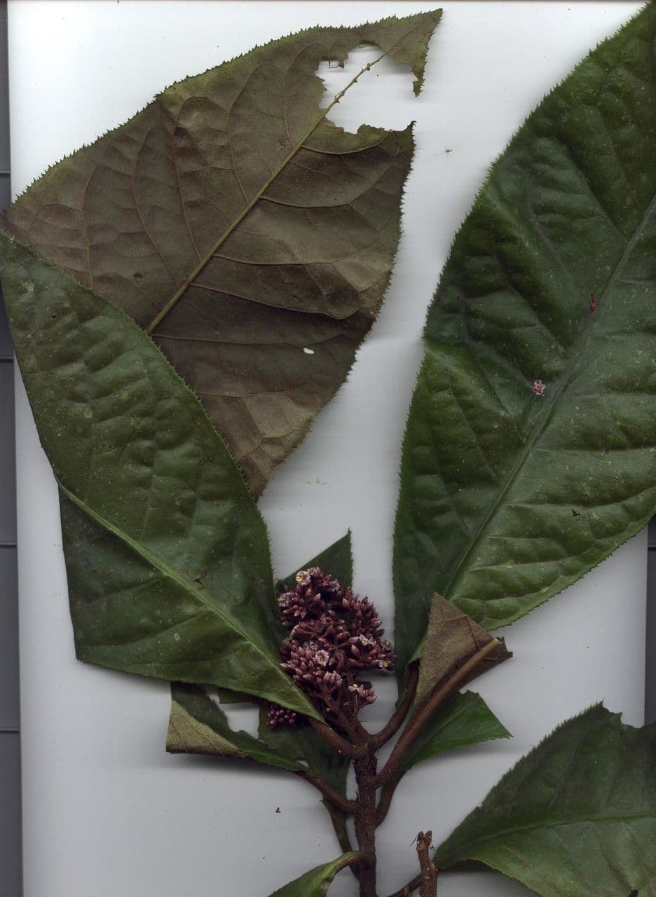Ardisie 17