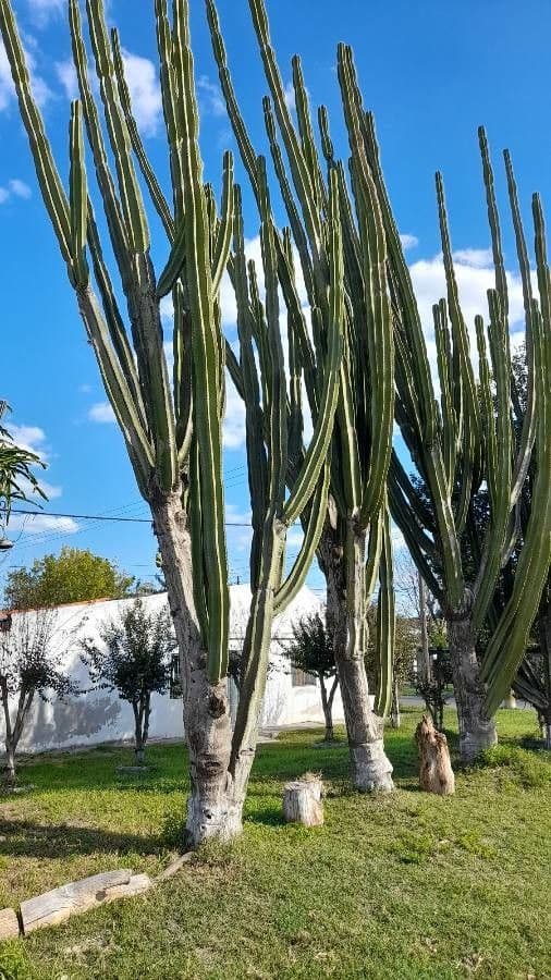 Cactus seto 3
