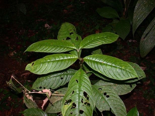 Palicourea 12