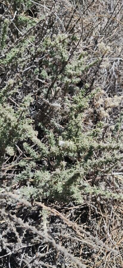 Ericameria ericoides 7