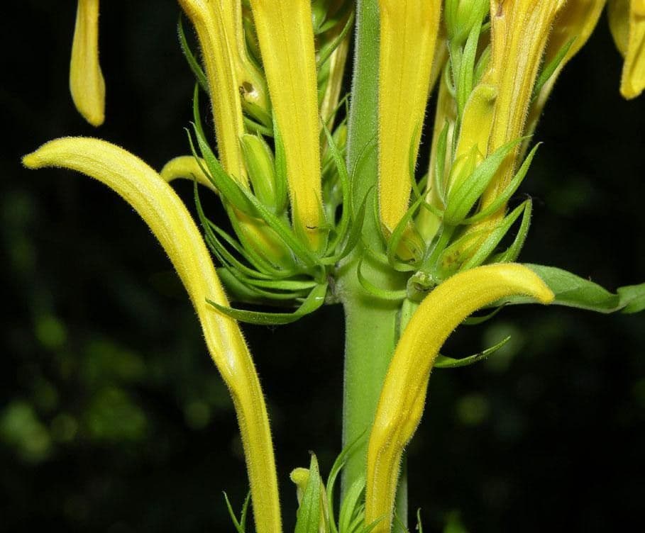 Giustizia dorata 17
