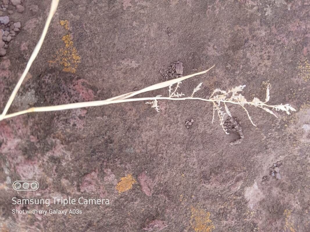 Eragrostis 5