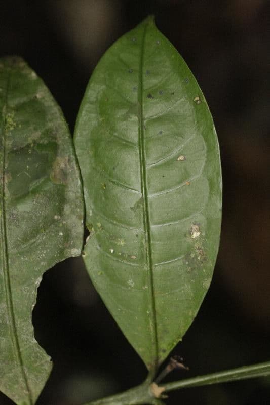 Faramea 8