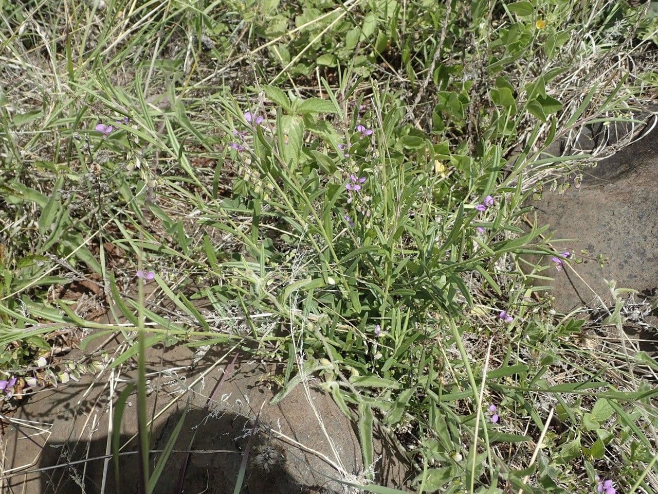 Polygale cunéiforme 7