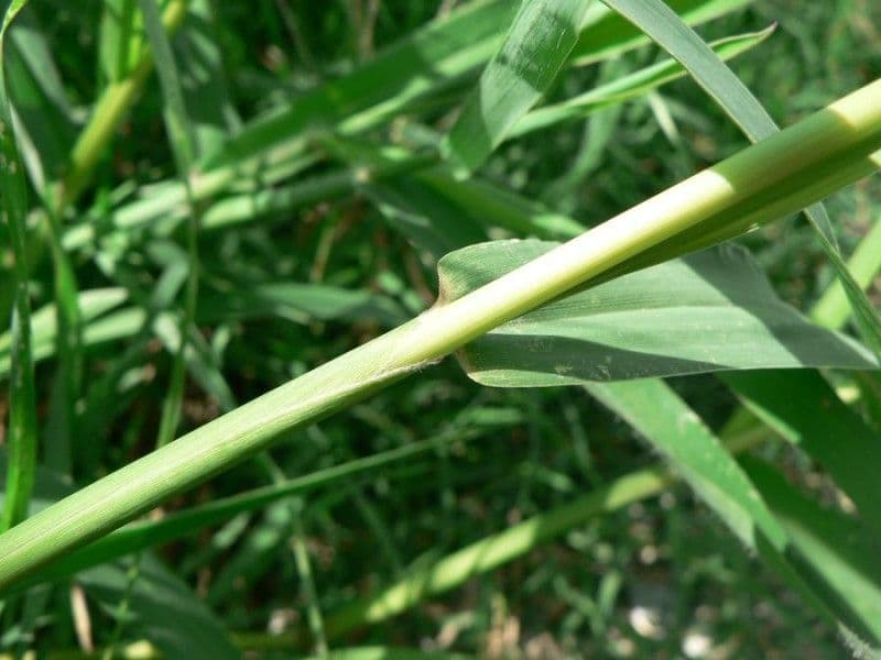 Pabbio verticillato 24