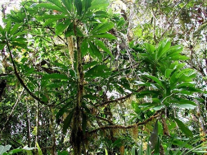 Barringtonia 11