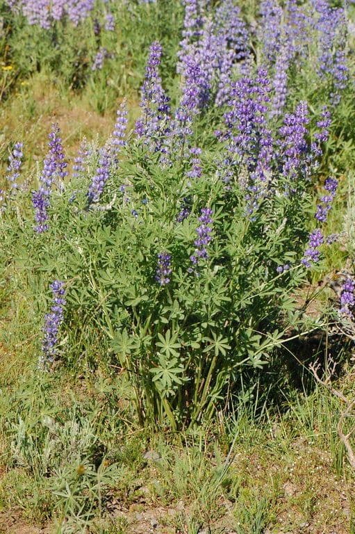 Silbriger Lupine 11