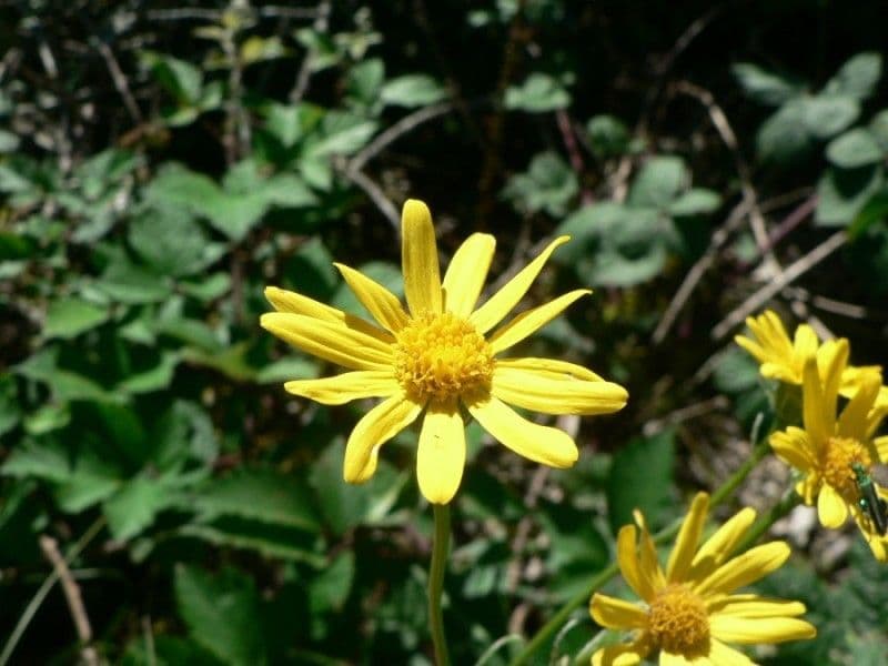 Senecione 3