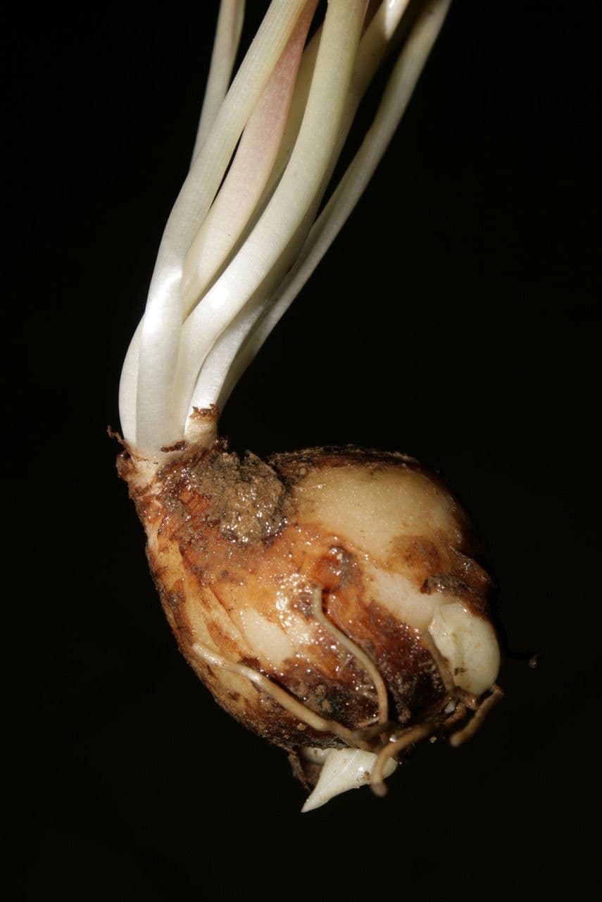 Szafirek miękkolistny 24