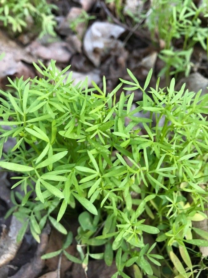 Floerkea proserpinacoides 13