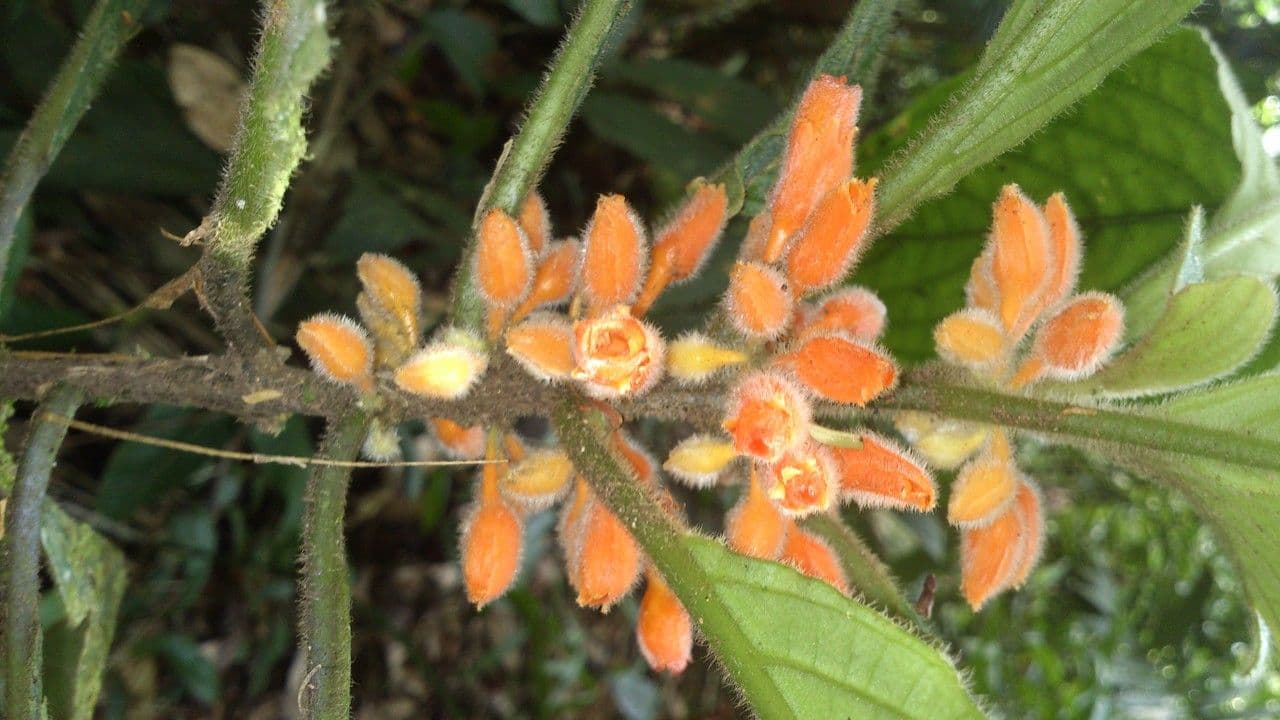 Besleria 7