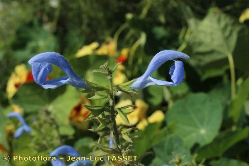 Salvia patens 21