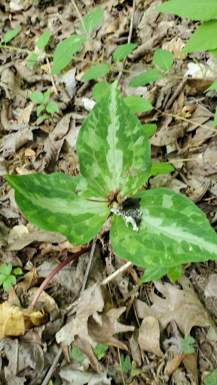 Trillium underwoodii 7