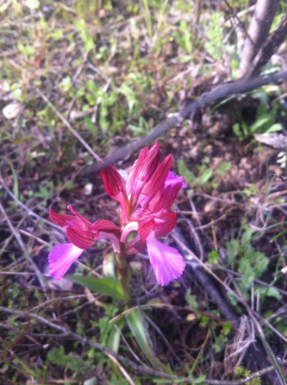 Orchis papillon 11