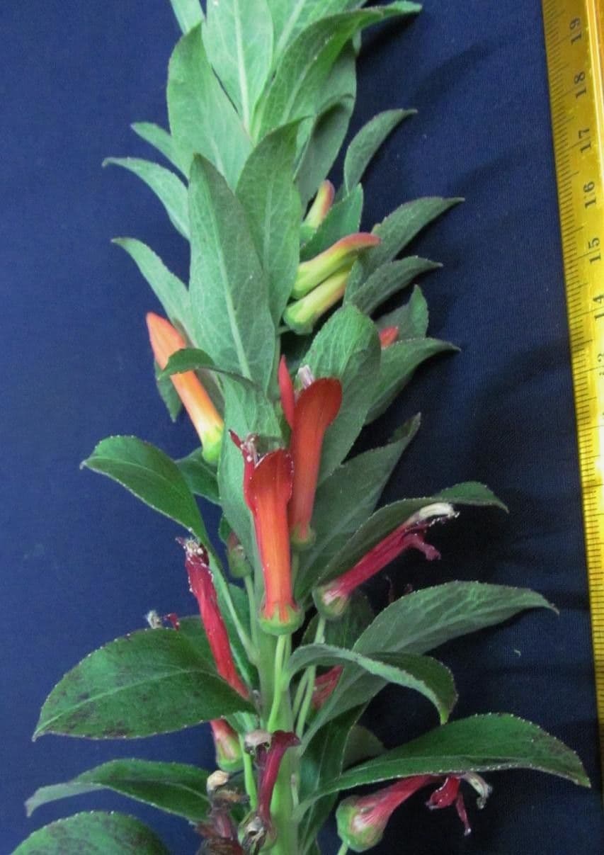 Lobelia lassiflora 25