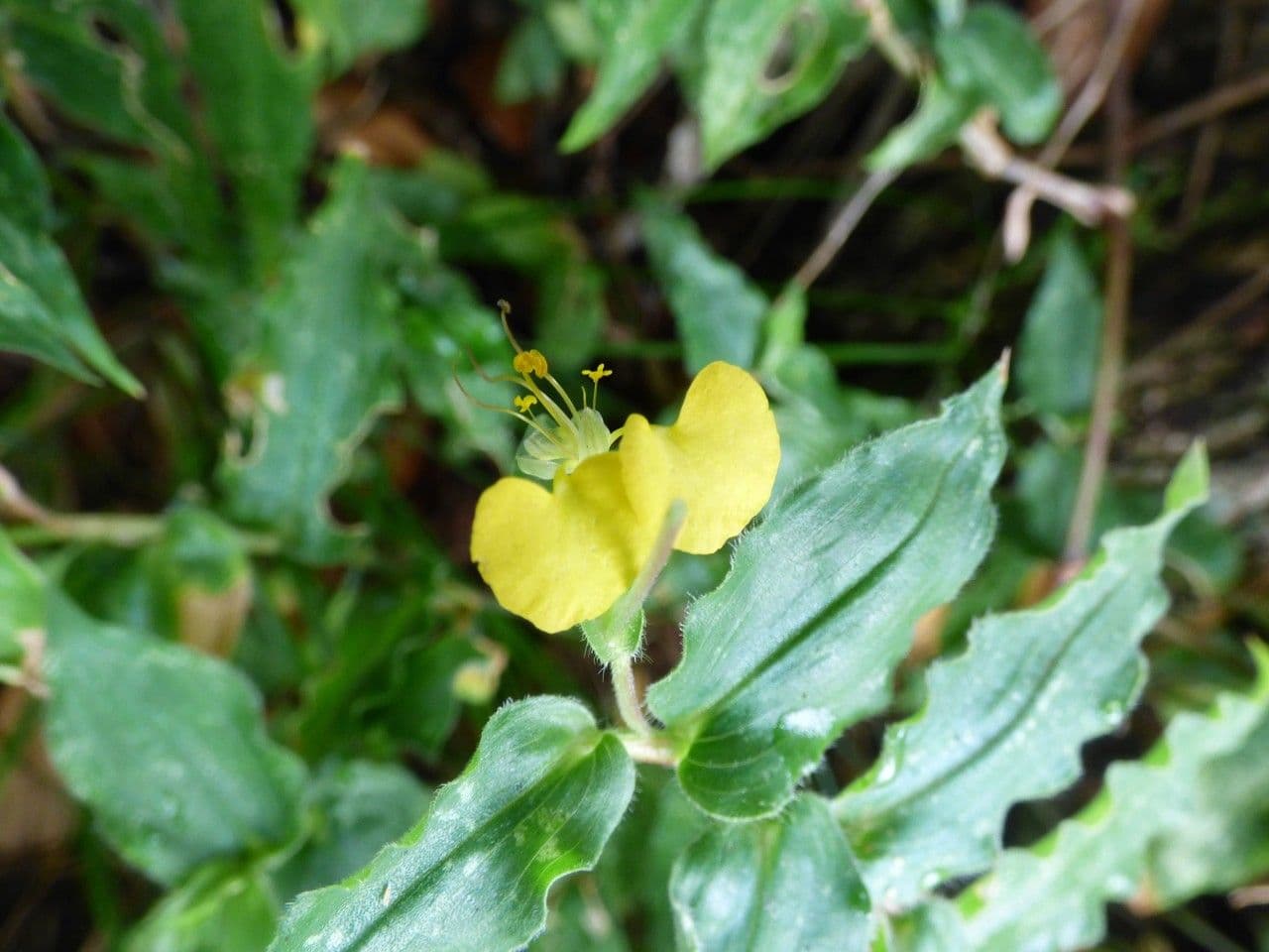Commelina 5