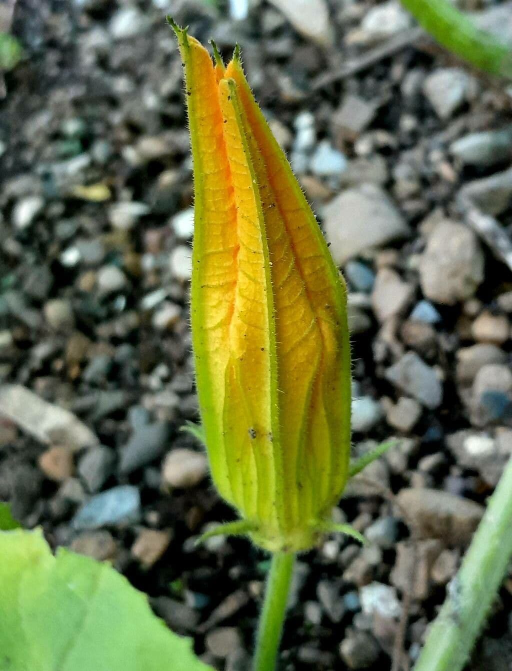Figleaf gourd 8